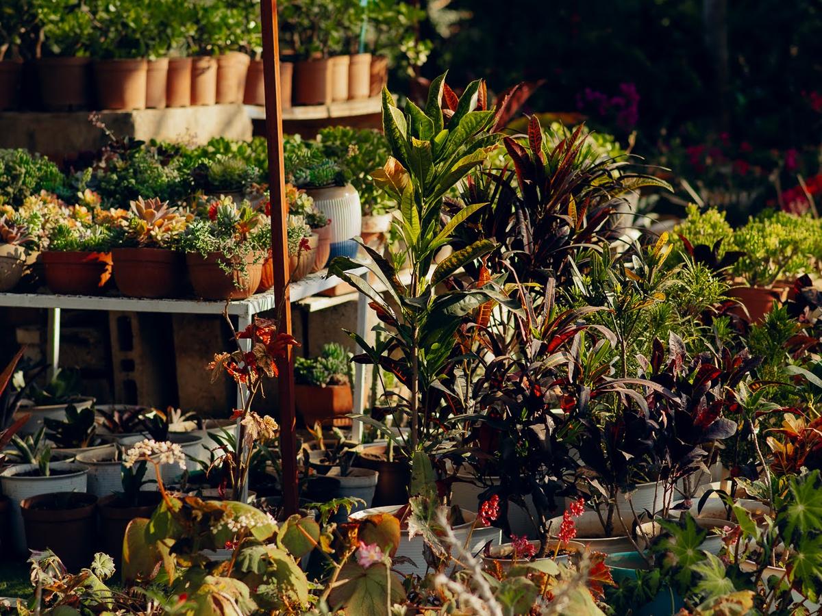 Colourful potted plants and flowers under the nursery shade netting